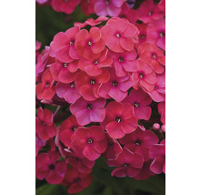 Nahaufnahme von Phlox-Blüten