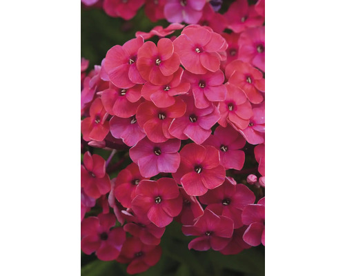 Nahaufnahme von Phlox-Blüten