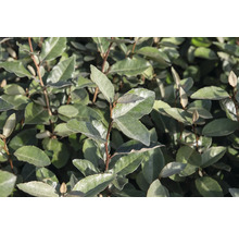 Immergrüner Ölweidenbaum mit Laub