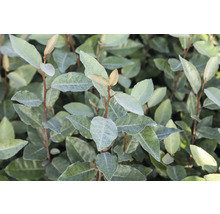 Nahaufnahme einer Ölweide Pflanze mit Blättern