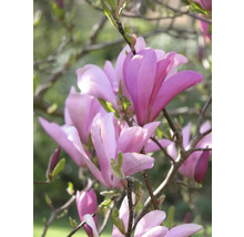 Nahaufnahme einer blühenden Magnolie