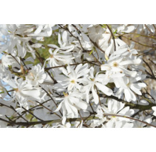 Sternmagnolie in voller Blüte