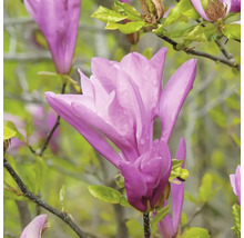 Nahaufnahme einer rosafarbenen Magnolienblüte an einem Magnolienbaum