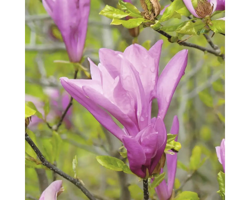 Nahaufnahme einer rosafarbenen Magnolienblüte an einem Magnolienbaum