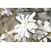 Sternmagnolie mit weißen Blüten
