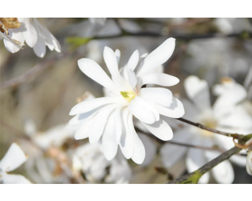 Stern-Magnolie FloraSelf Magnolia stellata H 80-100 cm Co 18 L Sternmagnolie mit weißen Blüten