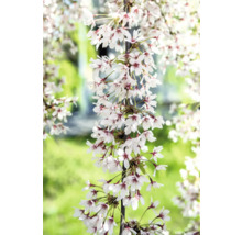 Nahaufnahme von herabhängenden Ästen mit weißen Blüten