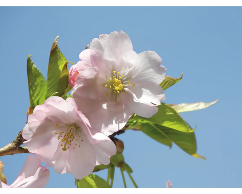 Nahaufnahme von Kirschblüten mit Blättern vor blauem Himmel