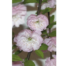 Zweig mit gefüllten Zwerg Mandel Blüten