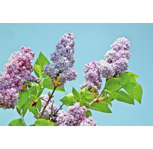 Blühender Fliederzweig mit Blättern