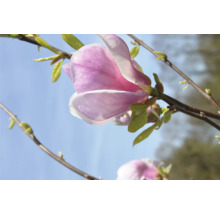 Nahaufnahme einer rosafarbenen Magnolienblüte am Zweig