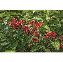 Blühender Strauch mit roten Beeren und grünen Blättern