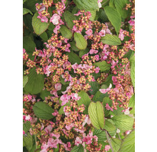 Nahaufnahme eines Viburnum-Strauchs mit Blüten und Blättern