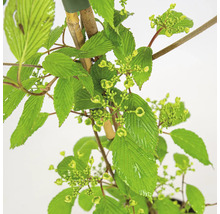 Viburnum Pflanzenbild mit Blättern und Knospen.