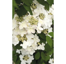 Blütenstand des Schneeballs mit weißen Blüten und grünen Blättern