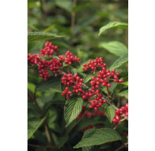 Nahaufnahme des Roten Hartriegels mit Blättern und Beeren