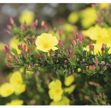 Gelbe Zistrose mit roten Blütenknospen.