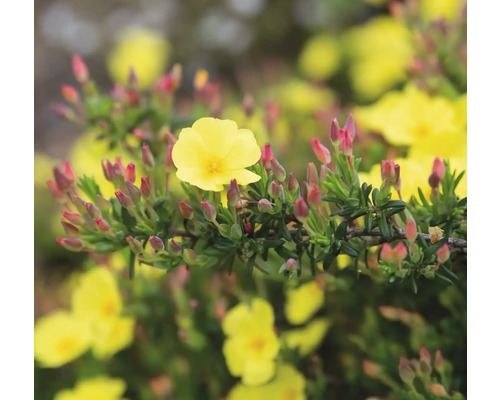 Gelbe Zistrose mit roten Blütenknospen.