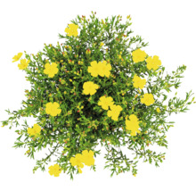 Sonnenröschen mit gelben Blüten und grünen Blättern, Top-Ansicht