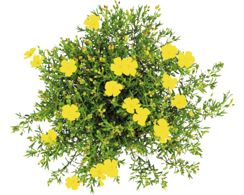 Sonnenröschen mit gelben Blüten und grünen Blättern, Top-Ansicht