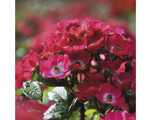 Strauchrose Zwergrose 'Rosy Boom Mini' FloraSelf Rosa 'Rosy Boom Mini' Co 6 L bodendeckend