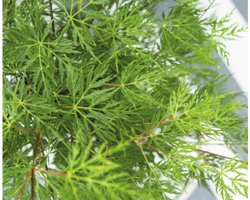 Grüner Schlitzahorn 'Dissectum' FloraSelf Acer palmatum 'Dissectum' H 80-100 Co 6,5L Grüner Schlitzahorn 'Dissectum' FloraSelf Acer palmatum 'Dissectum' H 80-100 Co 6,5L