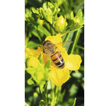 Biene sammelt Nektar auf einer gelben Blume