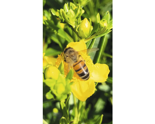 Biene sammelt Nektar auf einer gelben Blume