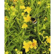 Johanniskraut mit einer Hummel