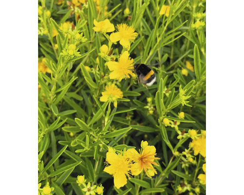 Johanniskraut mit einer Hummel