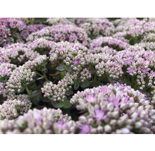 Nahaufnahme von Fetthenne mit Blütenständen