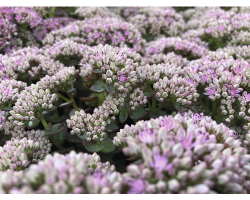 Nahaufnahme von Fetthenne mit Blütenständen