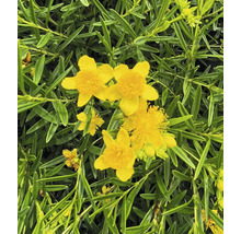 Nahaufnahme von gelben Johanniskrautblüten mit grünen Blättern
