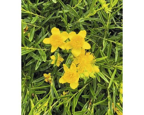 Nahaufnahme von gelben Johanniskrautblüten mit grünen Blättern