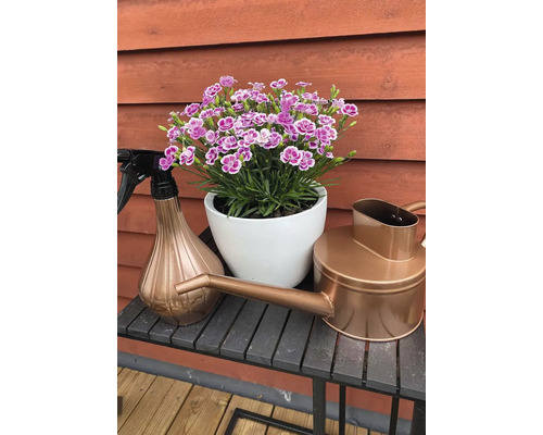 Blumen in weißem Topf, Sprühflasche und Gießkanne auf einem Tisch