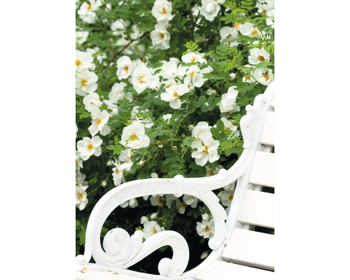 Szene mit einer Heckenrose mit weißen Blüten hinter einer Gartenbank