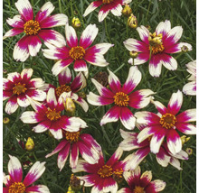 Coreopsis-Blüten mit roten und weißen Blütenblättern