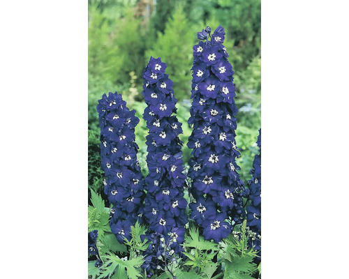 Rittersporn im Garten