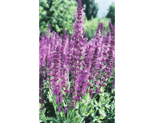 Blühende Salvia Pflanzen im Garten.