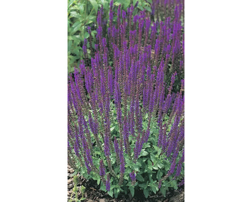 Violette Salbeipflanze im Garten.
