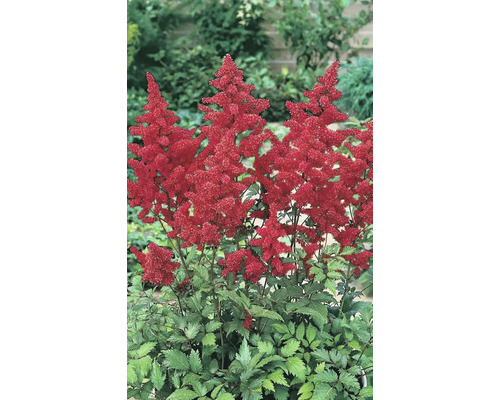 Astilbe mit roten Blütenständen im Gartenbeet.