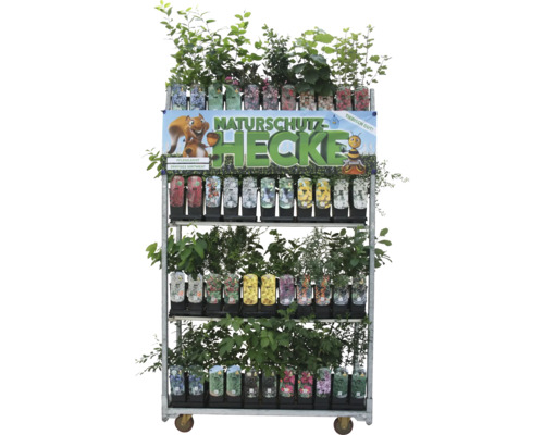 Verkaufswagen mit verschiedenen Heckenpflanzen im Topf