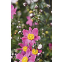 Nahaufnahme von rosa Herbst-Anemonenblüten mit gelben Zentren