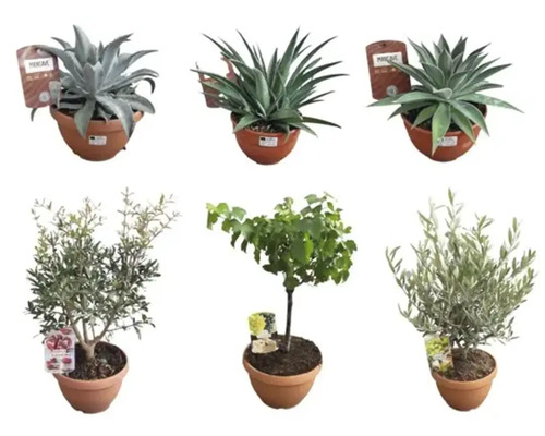 Sechs Pflanzen in Töpfen: Agaven und Olivenbäume.