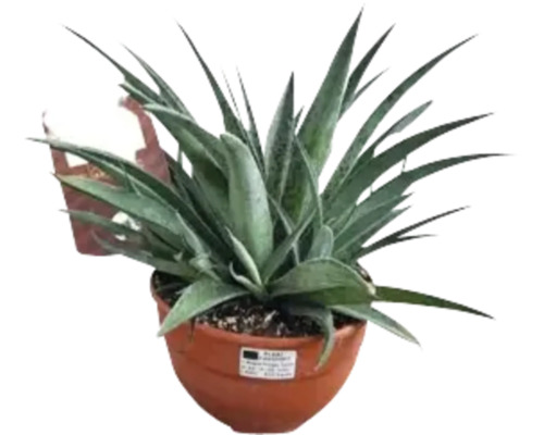 Agave im Topf für den Innenbereich