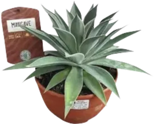 Mancave Agave im Topf