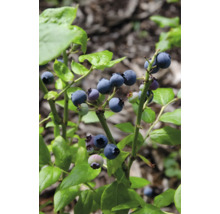 Blaubeerstrauch mit reifen und unreifen Früchten