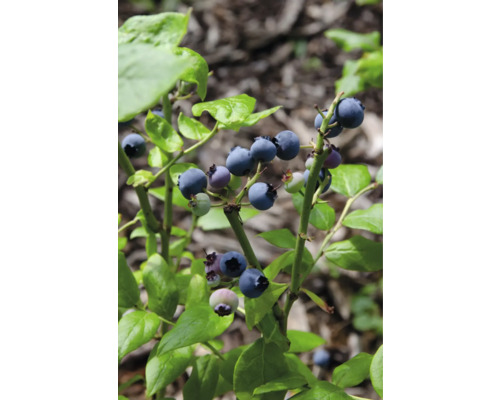 Bio Heidelbeere Vaccinium Corymbosum 'Brigitta Blue‘® T 13 cm Blaubeerstrauch mit reifen und unreifen Früchten