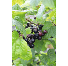 Schwarze Johannisbeeren am Strauch mit Blättern