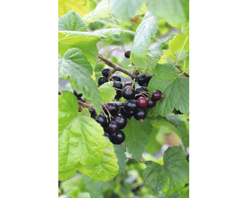 Bio Schwarze Johannisbeere Ribes nigrum 'Ben Nevis' H 30-40 cm T 13 cm Schwarze Johannisbeeren am Strauch mit Blättern